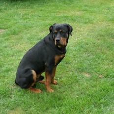 Rottweiler mikey