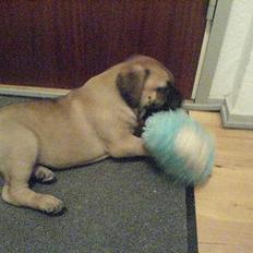 Bullmastiff Gizmo R.I.P