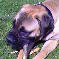 Bullmastiff Gizmo R.I.P