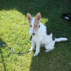 Ruhåret foxterrier Onslow