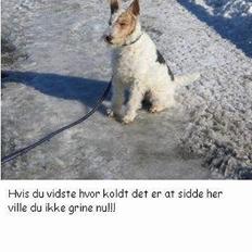 Ruhåret foxterrier Onslow