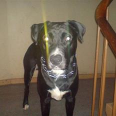 Blanding af racer *Gismo*