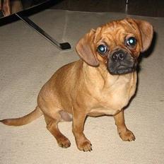 Blanding af racer Fiona (mops/cavalier)