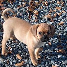 Blanding af racer Fiona (mops/cavalier)