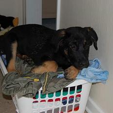 Blanding af racer Gismo<33