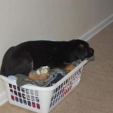 Blanding af racer Gismo<33