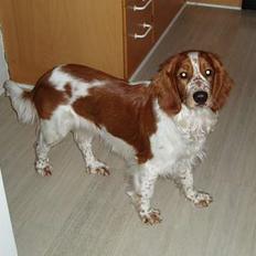 Welsh springer spaniel Jackie