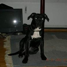 Amerikansk staffordshire terrier tiesto 