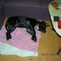 Amerikansk staffordshire terrier tiesto 