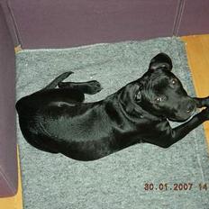 Amerikansk staffordshire terrier tiesto 