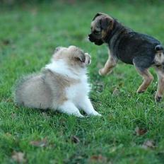 Border terrier Lutra´s Xenia
