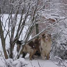 Australian shepherd Difloyds Ranchero