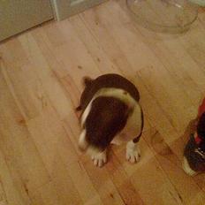 Amerikansk staffordshire terrier Tyson *HIMMELHUND*