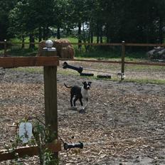 Amerikansk staffordshire terrier Tyson *HIMMELHUND*