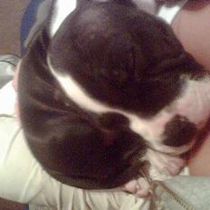 Amerikansk staffordshire terrier Tyson *HIMMELHUND*