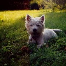 West highland white terrier Bella R.I.P