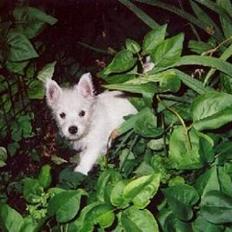 West highland white terrier Bella R.I.P