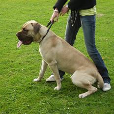 Bullmastiff Bufas