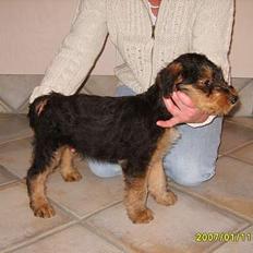 Airedale terrier Baloo