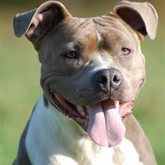 Amerikansk staffordshire terrier Zika † Aug. 2018