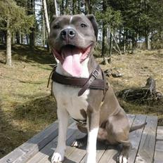 Amerikansk staffordshire terrier Zika † Aug. 2018