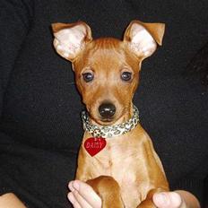Dvaergpinscher Daisy