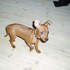 Dvaergpinscher Daisy