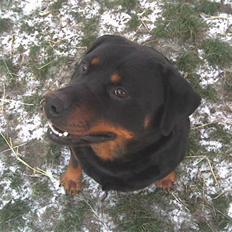 Rottweiler liva
