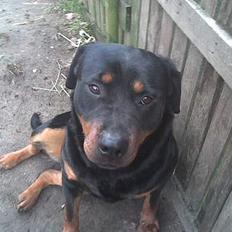 Rottweiler liva