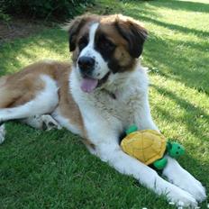 Sankt bernhardshund Mille