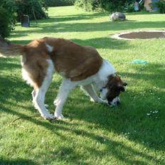 Sankt bernhardshund Mille