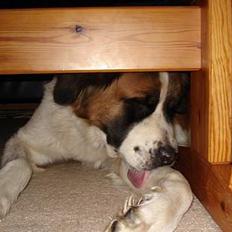 Sankt bernhardshund Mille