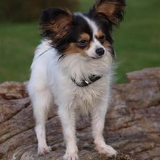 Papillon Mille