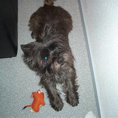 Cairn terrier Buster