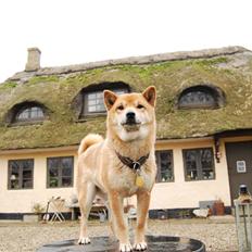 Shiba mauda