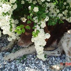 Kleiner münsterländer paw rip 2008