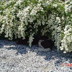 Kleiner münsterländer paw rip 2008