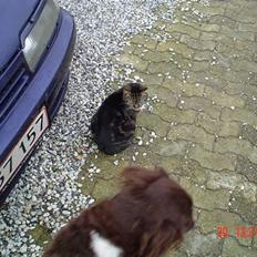 Kleiner münsterländer paw rip 2008