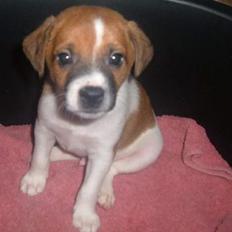 Dansk svensk gaardhund Laban