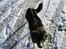 Border collie Sam