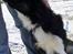 Border collie Sam