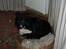 Border collie Sam - Godnat