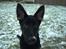 Schæferhund Dj'appes Lea R.I.P