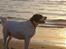 Blanding af racer Emma* himmelhund* - Skøn solnedgang ved vesterhavet........man er vel livsnyder ;o)