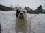 Blanding af racer Emma* himmelhund* - HALLOOOOOOOOOOOO.......åben den dør........helst forsigtigt........tungen sidder fast på ruden ;o) 