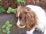 Engelsk springer spaniel Zigggy