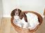 Engelsk springer spaniel Zigggy