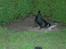 Rottweiler Elmedige´s Lord Kenzo - Da vi havde lidt vand i haven