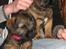 Border terrier Echo - Echo (nederst) og brormand Tempo (øverst)