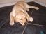 Labrador retriever Tjalfe